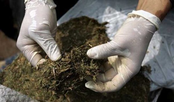 Aseguran más de dos toneladas de marihuana en Sonora