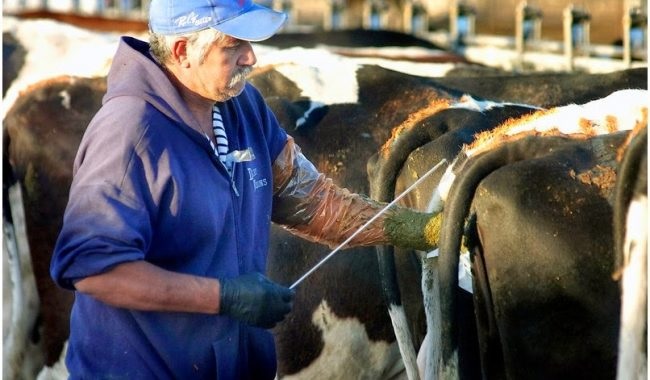 Invitan a programa para evitar enfermedades en ganado