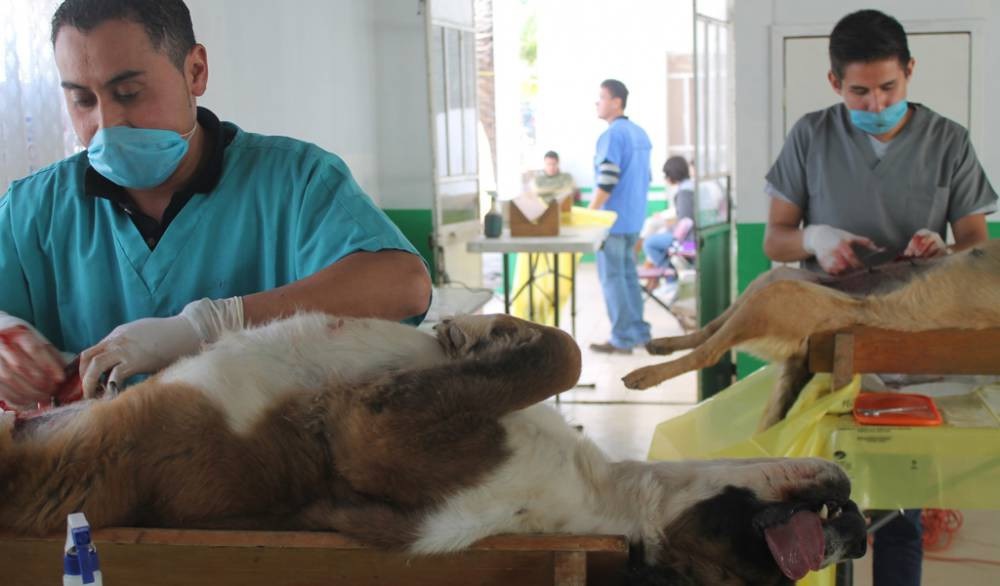 Avanza el estado en esterilizaciones