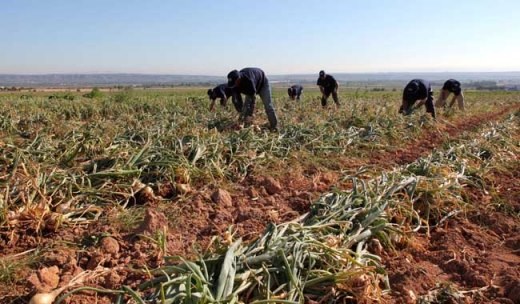 Detectan anomalías en agricultura por contrato de Grupo Modelo