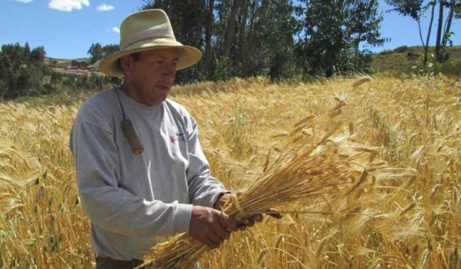 Improductiva, agricultura por contrato con Grupo Modelo