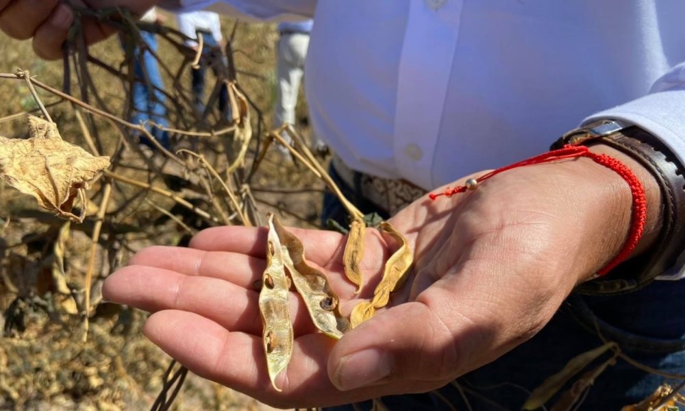 En peligro, producción de frijol en Sombrerete