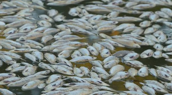 Ola de calor deja miles de peces muertos en Australia