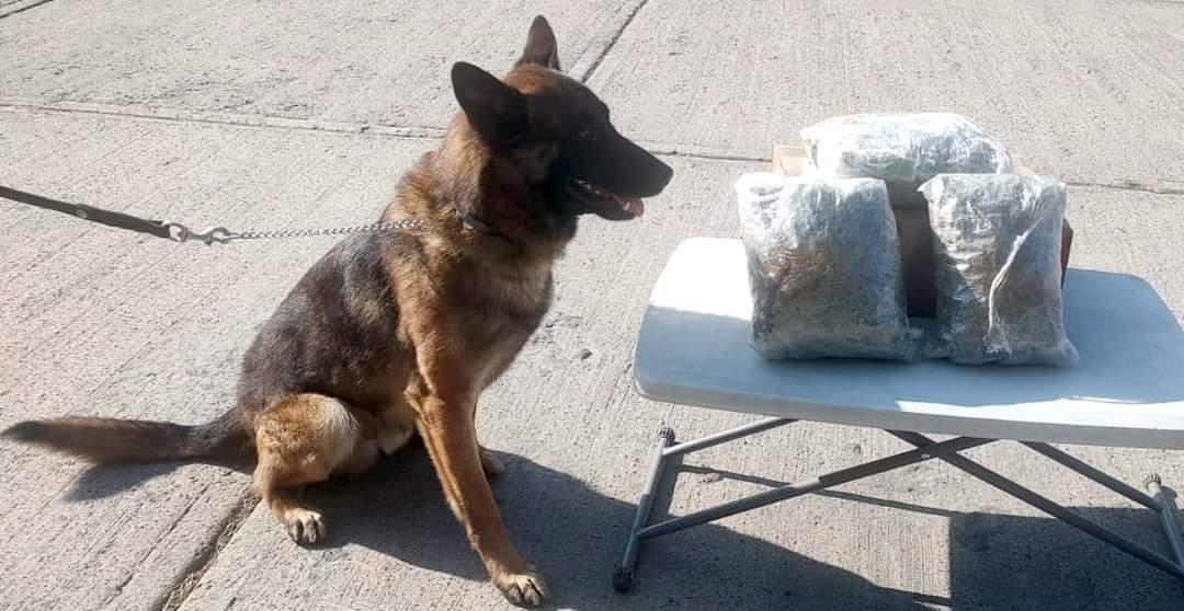 Localizan paquetes con aparente marihuana en 12 estados del país