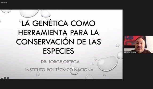 Estudian genética para conservación de especies