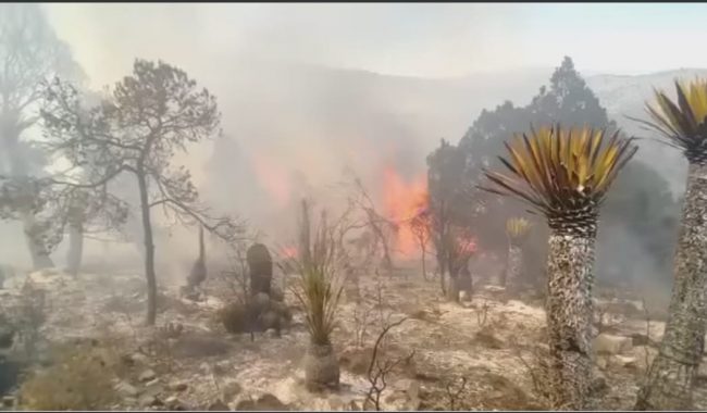 Sigue activo incendio en sierra de Concha del Oro