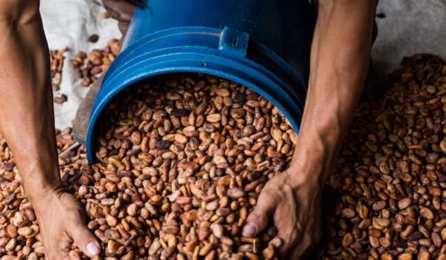 Piden a Segalmex reservar el frijol