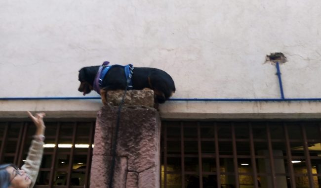 Rescatan a perrito que quedó atorado