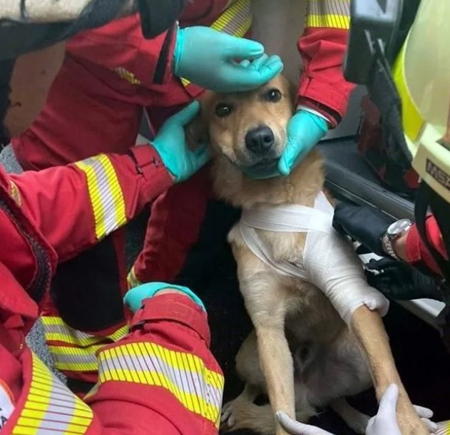 Balean a perrito tras discusión en CDMX