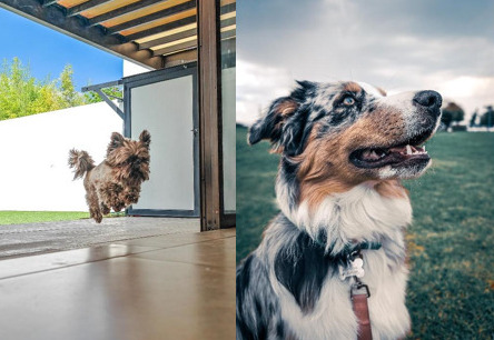 Día Mundial del Perro: 5 consejos para tomar la mejor foto de tu mascota