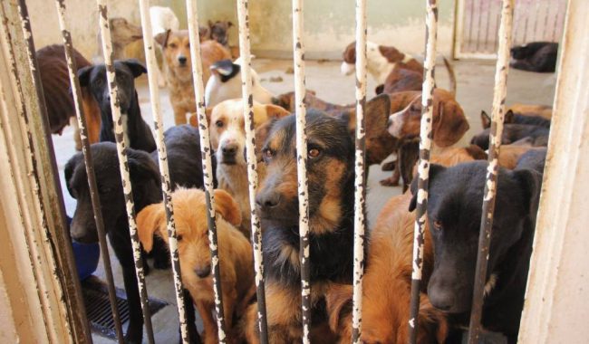 “No es una matanza”, control canino en Loreto
