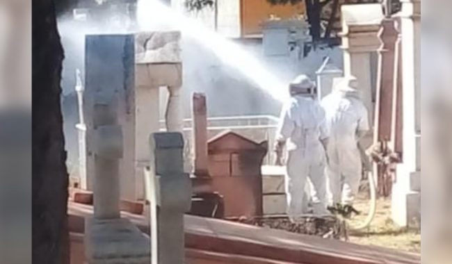 Abejas atacan a tres personas en Panteón de la Purísima