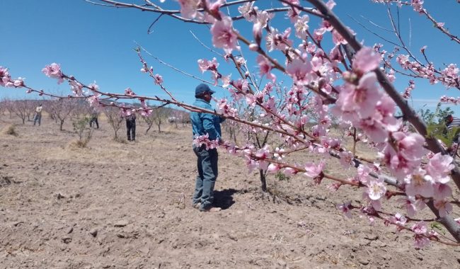 Heladas afectan 50% de producción de durazno