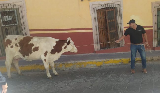 Llegan los pajaretes al FCZ