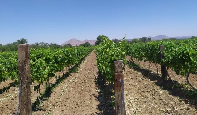 Anuncian recorridos en viñedos fresnillenses