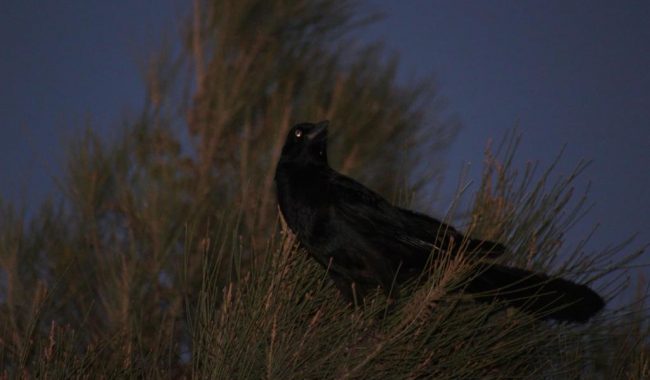 Se esperan tordos y garzas en junio