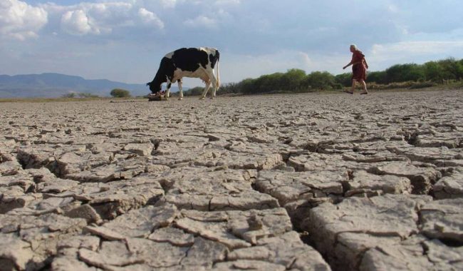 Sin agua, 60% de los bordos de abrevadero