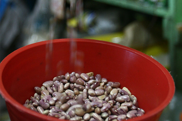 En crisis, cosecha de frijol: Secampo