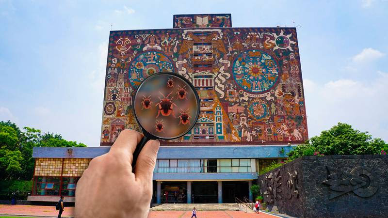 Chinches en la UNAM: ¿Cómo empezó a propagarse la plaga por CDMX?