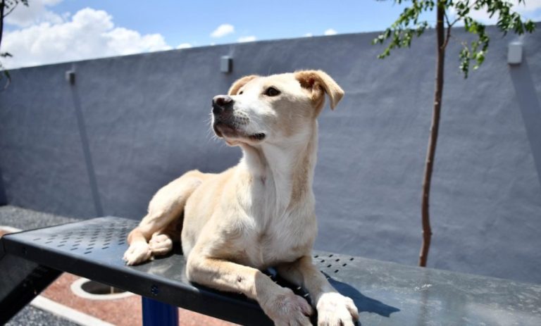 Invitan a adoptar y a donar alimento en la capital
