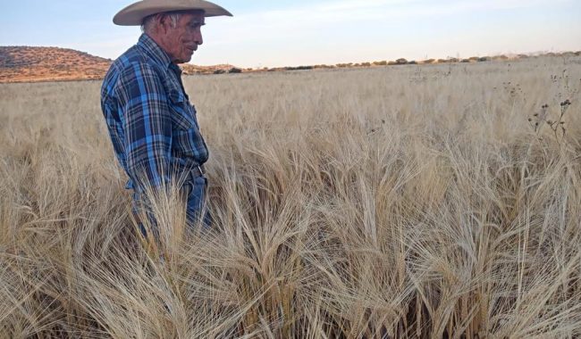 Levantan padrón de productores jerezanos