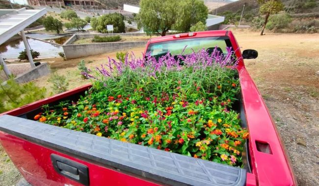Entrega SAMA jardín polinizador al municipio de Cuauhtémoc