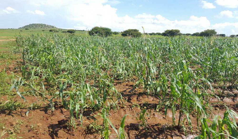 Pierden campesinos producción de ciruelo