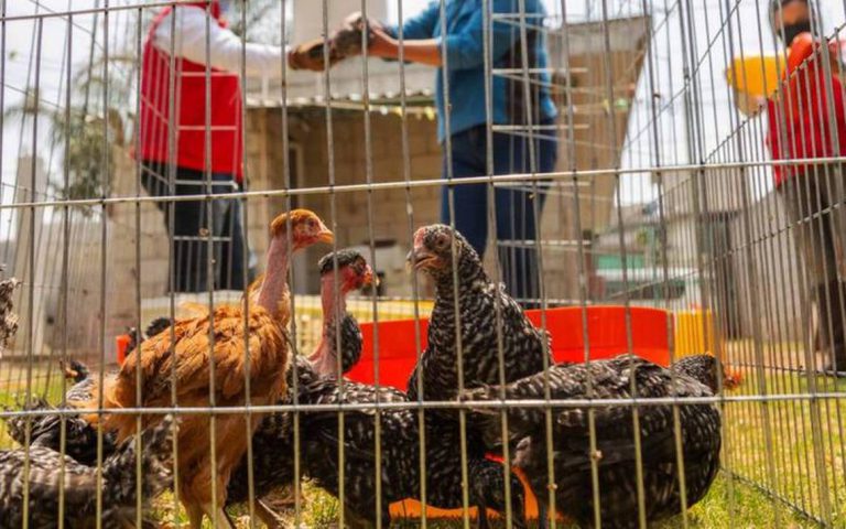 Buscan gestionar animales de traspatio