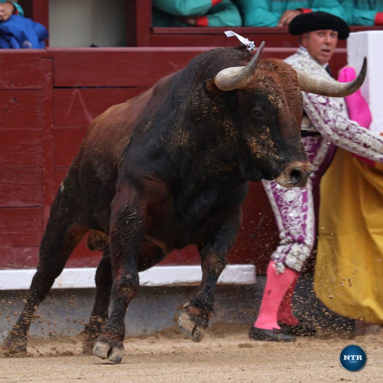 Cuadri y Pedraza de Yeltes abrirán la temporada en Las Ventas