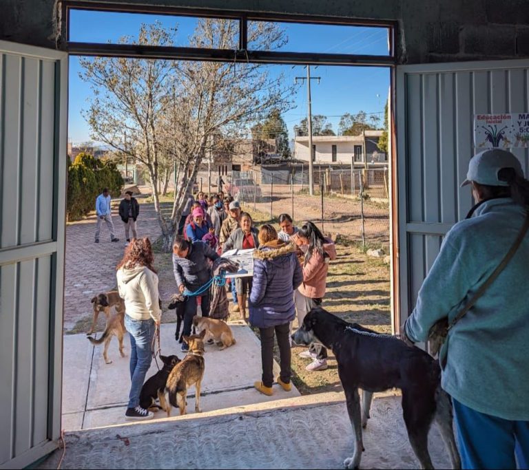 Esterilizan a mascotas en Cuauhtémoc y Pinos