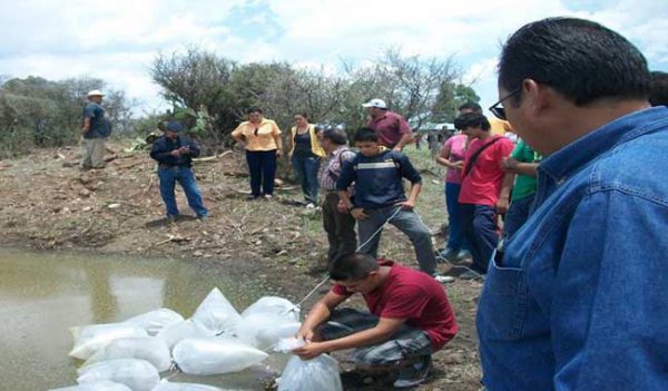Siembran peces en el CBTA 137, Tepechitlán