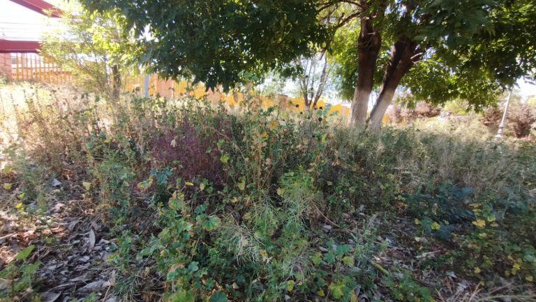 Denuncian abandono del parque Cuarto Centenario