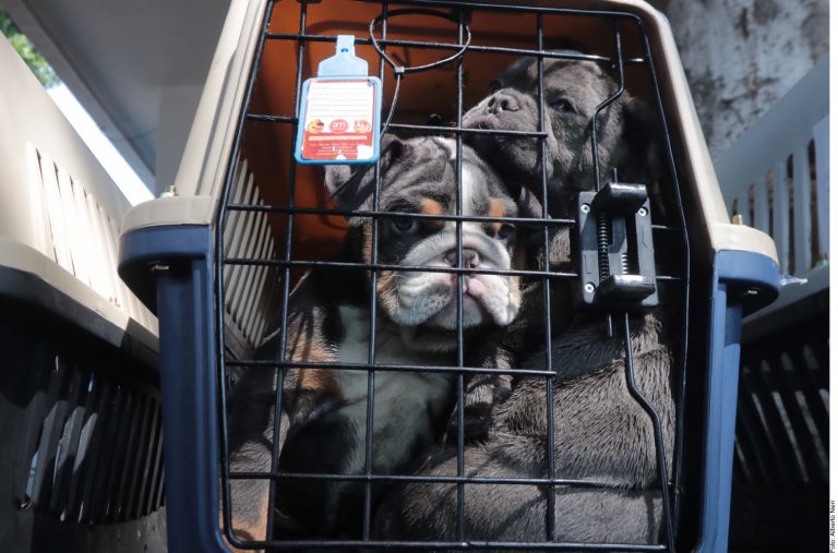 Ponen aerolíneas reglas más estrictas a perros