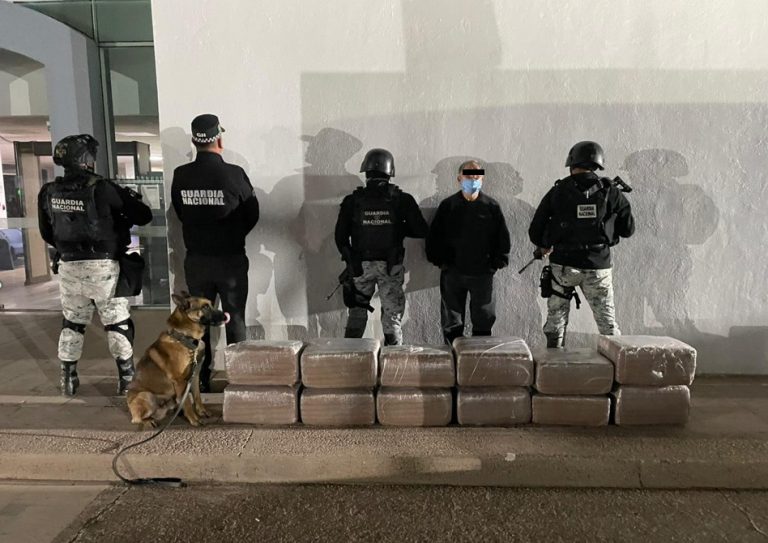 Detectan binomios caninos 120 kg de marihuana; hay un detenido