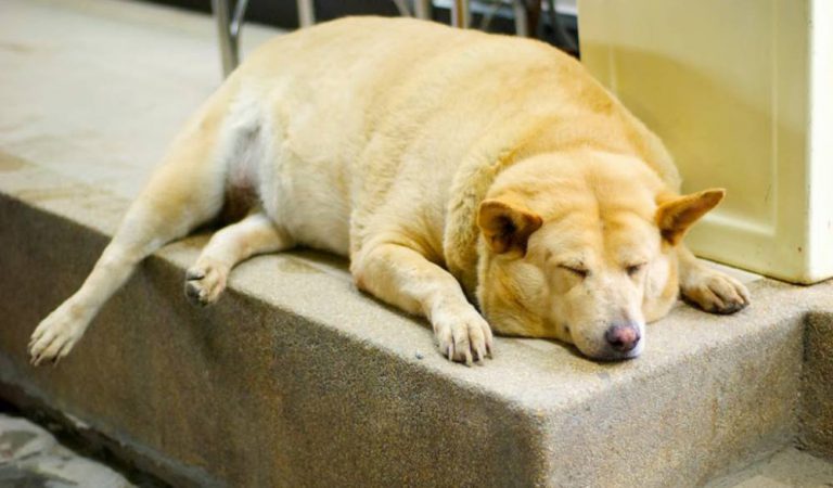 Con sobrepeso, 25% de los perros en México