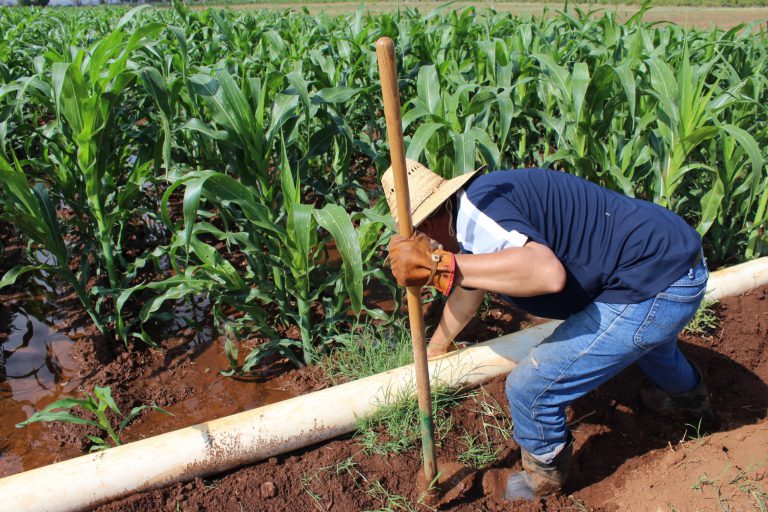Invitan a formar parte de Unidad Académica de Agronomía