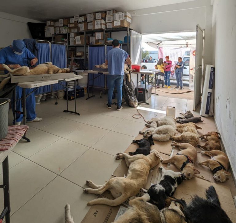 Realizan jornadas de esterilización de mascotas en municipios