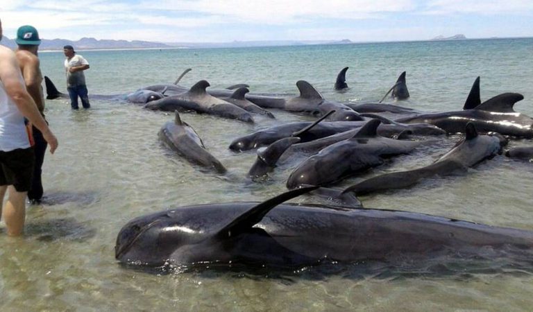 Mueren 27 ballenas en Baja California