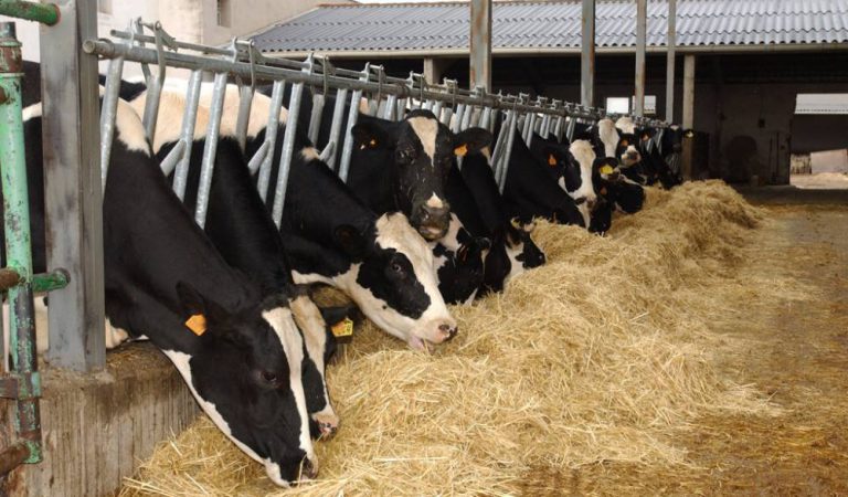 Salda Secretaría de Agricultura adeudo con ganaderos
