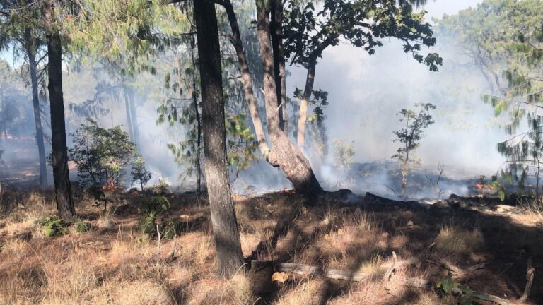 Emite PC recomendaciones para prevenir incendios forestales