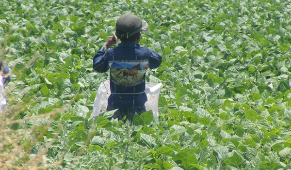 Hijos de jornaleros, grupo vulnerable en México: Unicef