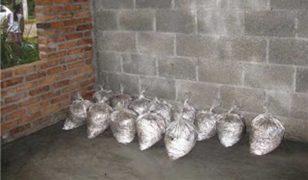 Impulsarán producción de hongos para alimentación de indígenas