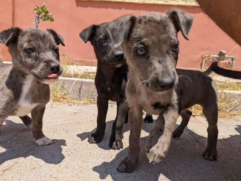 Sin personal ni recursos, centro canino Tlaltenango