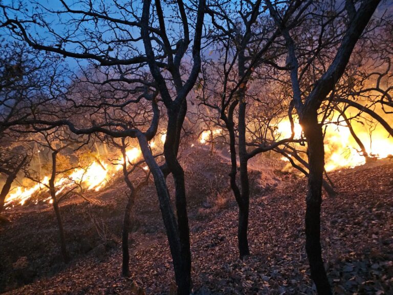 Dañan incendios 497 hectáreas