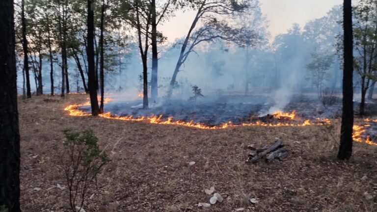 Fuego consume el predio La Estañera