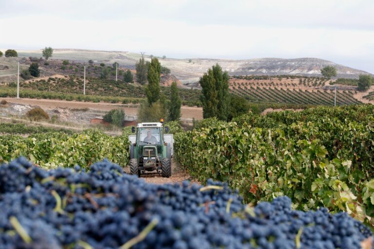 Prevén descenso en la producción de uva