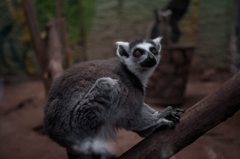 Protegen a animales de zoológico por altas temperaturas
