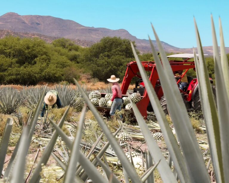 Buscan opciones tras pocas ventas de agave azul