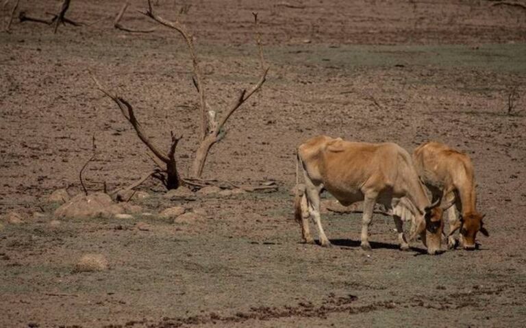 Crisis los orilla a vender 50% de su ganado
