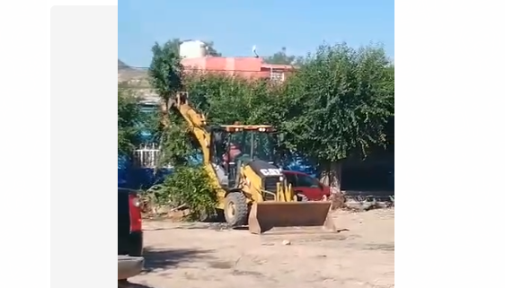 Denuncian a Ayuntamiento de Sombrerete por tala de árboles